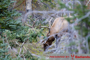 TAKE THE SHOT? After 24 years, a hunter finally draws a Limited Entry elk tag. A big bull comes to the call and stops head-on. Should he take the shot? & 8211; Presented by: Badlands