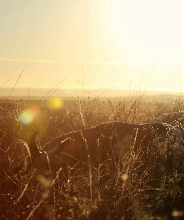 Field to Table: Prepping Wild Game In the Off Season- Canned Antelope